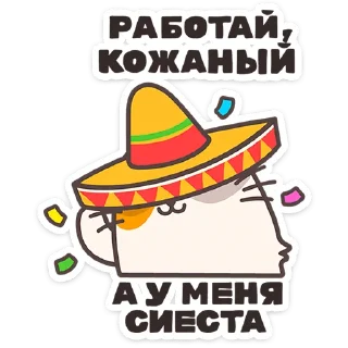 🐱