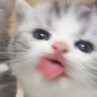 🐈