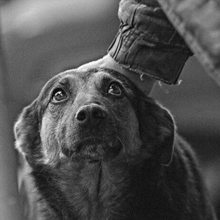 Animalpolice.ru channel avatar