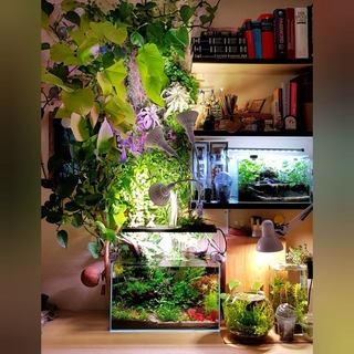 Аватар канала Planted Aquarium & Paludarium