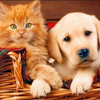 Аватар канала Астрахань💚🐕🐆. Помощь со стерилизацией🙏 Пристройство. Потеряшки🐈