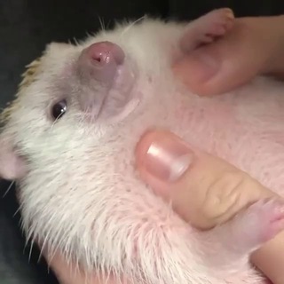 Аватар канала Based animals