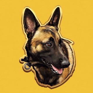 Belgian Malinois channel avatar