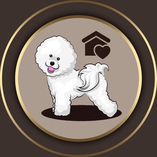 Аватар канала Бишон Фризе - Bichon Frise 🐶