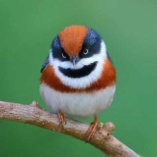 Аватар канала Birds Pictures World