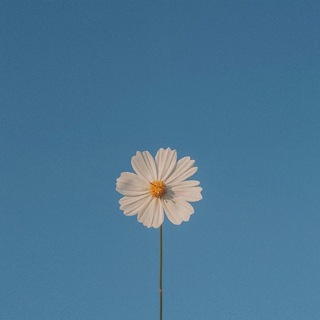 Аватар канала Bloom