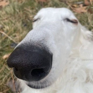 Аватар канала borzoi_confession