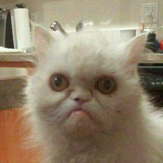 Broken Cats channel avatar