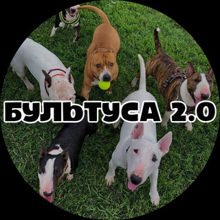 БУЛЬТУСА channel avatar