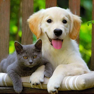 Аватар канала Cat&Dog Потеряшки Минск