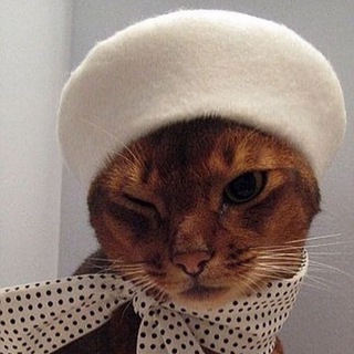 French Cat / французский язык channel avatar
