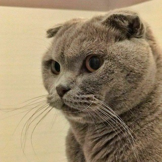 cat mood channel avatar