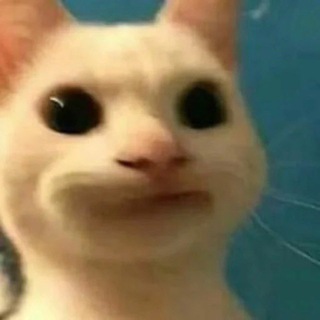 Аватар канала Cat Memes