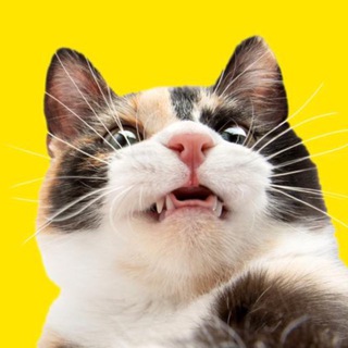CAT POINT (тыгыдык онлайн channel avatar