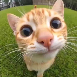 Аватар канала Cats Vibe