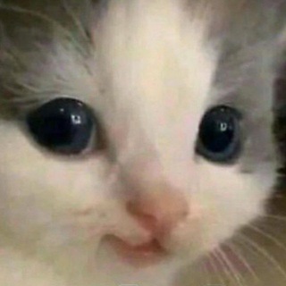 Only cats channel avatar