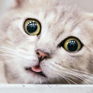 Котики channel avatar