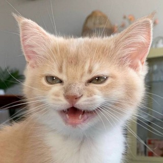 Аватар канала cats, i love cats