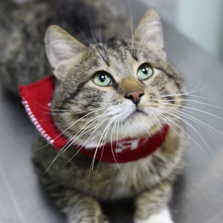 Аватар канала catslover_ko