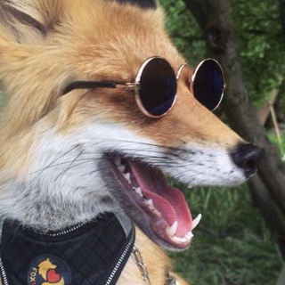 Аватар канала Cheshire Fox