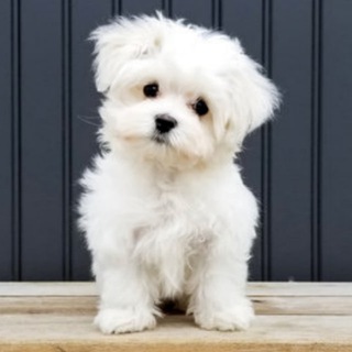 Cute and Fun Videos channel avatar