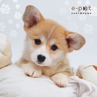 Аватар канала 🐶 Собаки Україна | Прилаштування та продаж | e-pet