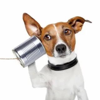 Аватар канала DogsMSK • info