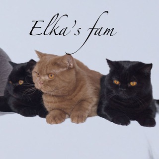 Аватар канала Британские котята «Elka’s fam»