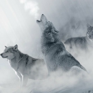 Ruf des Weißen Wolfes channel avatar