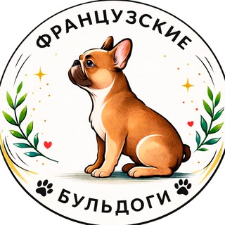 Французские бульдоги | French bulldogs channel avatar