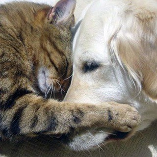 ЖИВОТНЫЕ КРАСНОКАМЕНСК😺🐶 channel avatar