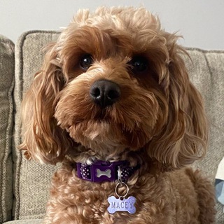 Good Pupper Fan Club channel avatar