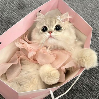𝒉𝒆𝒂𝒗𝒆𝒏.𝒘𝒃 ༉‧₊˚. channel avatar
