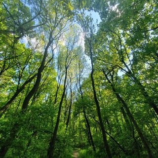 Herbalism and natural cures channel avatar