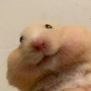 Homchi channel avatar