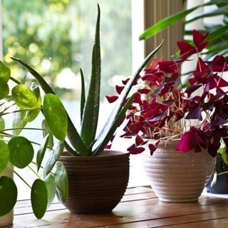 Аватар канала homeeplants