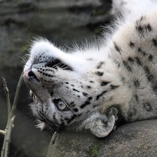 Аватар канала Hourly Sneps