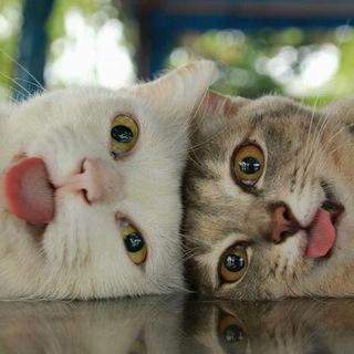 I'm a cat, mlem channel avatar