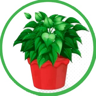 Комнатные растения и цветы: Замиокулькас Спатифиллум Пеперомия Суккуленты Фикус Традесканция Сансевиерия Хлорофитум…
