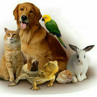 Аватар канала Животные 🌐Ангрена 🐶🐱🐎🐩🐠