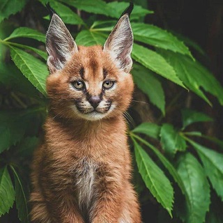 Живтоне/Animolz channel avatar