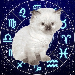 котята и мудрые предсказания channel avatar