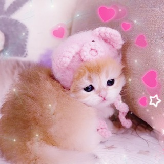 kitty lashroom | РЕСНИЦЫ & БРОВИ | Китти Лэшрум channel avatar