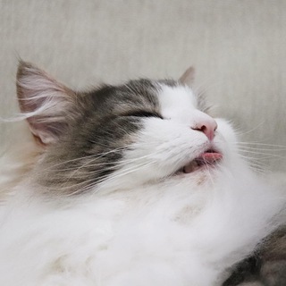 Аватар канала komugi_gif