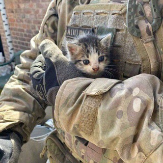 Аватар канала Кот Донецкий