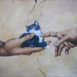 Котішечки коти channel avatar
