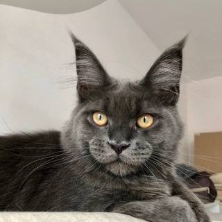 Mainecoon cattery Kotoamatsukami channel avatar
