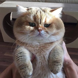 Сладкая булочка channel avatar