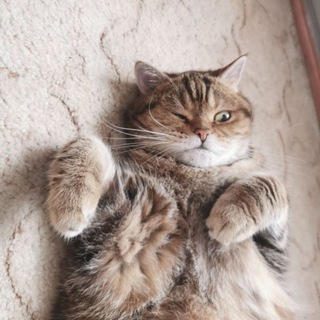 Коты и кошка Крамника channel avatar