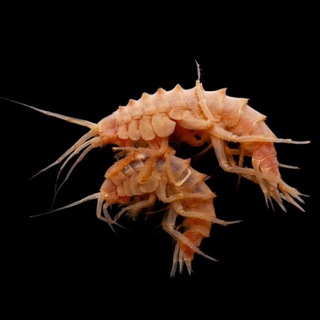 Рачки Байкала (Lake Baikal Amphipods) channel avatar